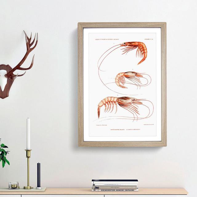 Shrimp Illustrations by Albert I - Picture Frame Painting Print East Urban Home Size: 36cm H x 27cm W x 2cm D, Frame Option: Oak Framed on Productcaster.