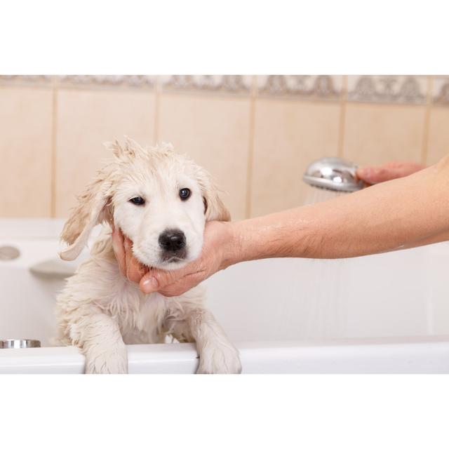 Golden Retriever Puppy in Shower by Alex Sokolov - Wrapped Canvas Photograph Ebern Designs Size: 51cm H x 76cm W x 3.8cm D on Productcaster.