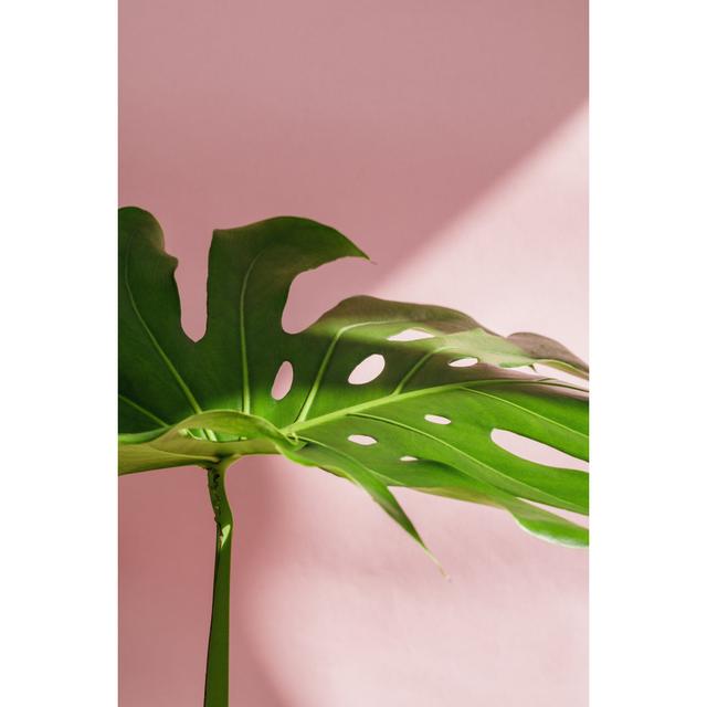 Sittig Monstera by Edalin - Wrapped Canvas Photograph Pergo Classics Size: 46cm H x 30cm W x 3.8cm D on Productcaster.