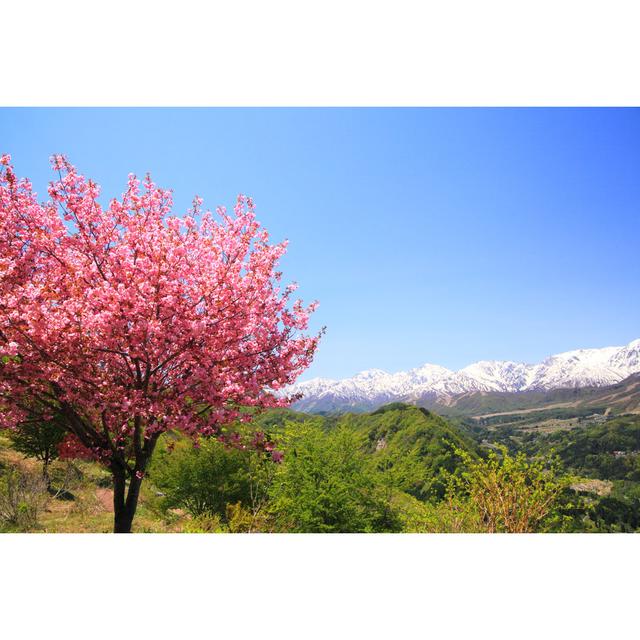 Lampkin Cherry Tree - Wrapped Canvas Photograph Alpen Home Size: 30cm H x 46cm W x 3.8cm D on Productcaster.