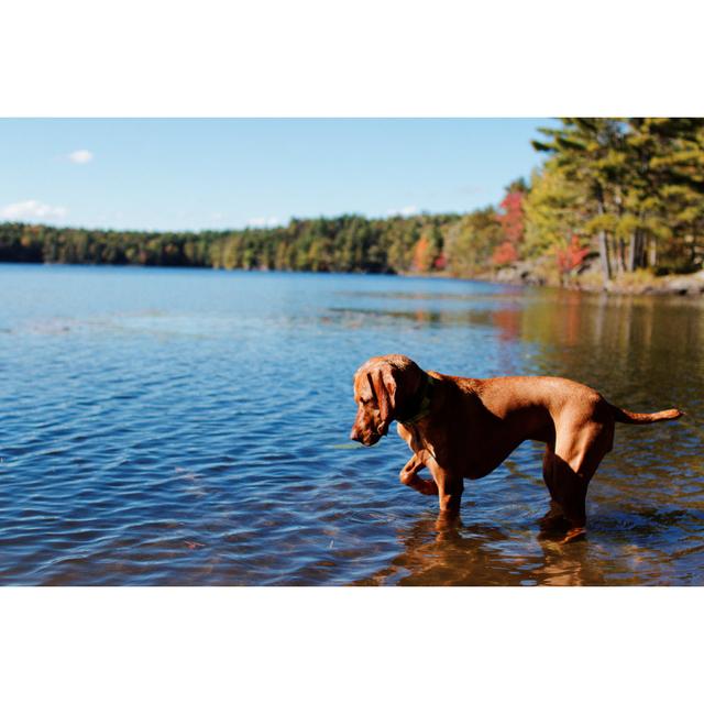 Dog Pointing In Lake Alpen Home Size: 20cm H x 30cm W on Productcaster.