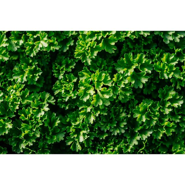 Herbs by Sonja Filitz - Wrapped Canvas Photograph Metro Lane Size: 20cm H x 30cm W on Productcaster.