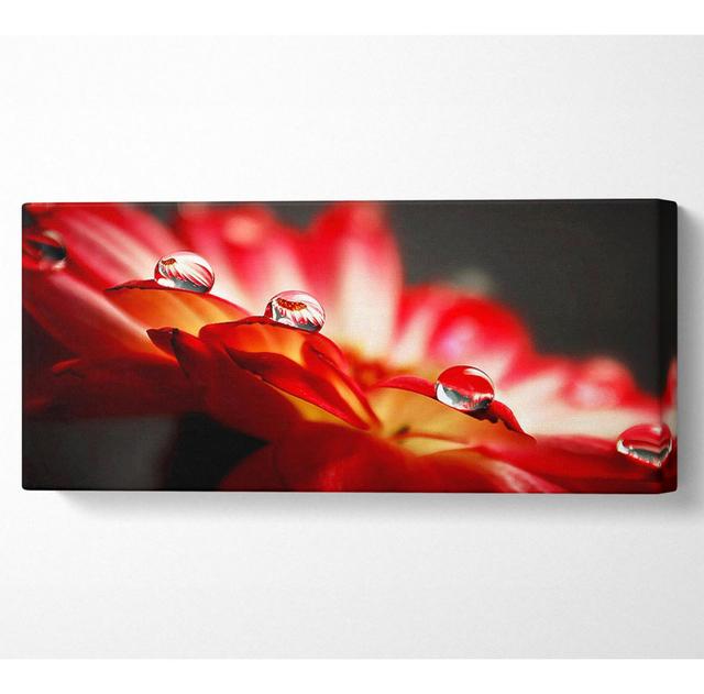 Macro Drops - Kunstdrucke auf Leinwand - Wrapped Canvas Ebern Designs Größe: 40,6 cm H x 101,6 cm B on Productcaster.