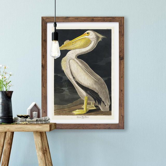 'American White Pelican' by John Audubon - Picture Frame Painting Print on Paper East Urban Home Format: Walnut Framed Paper, Size: 33cm H x 45cm W x on Productcaster.