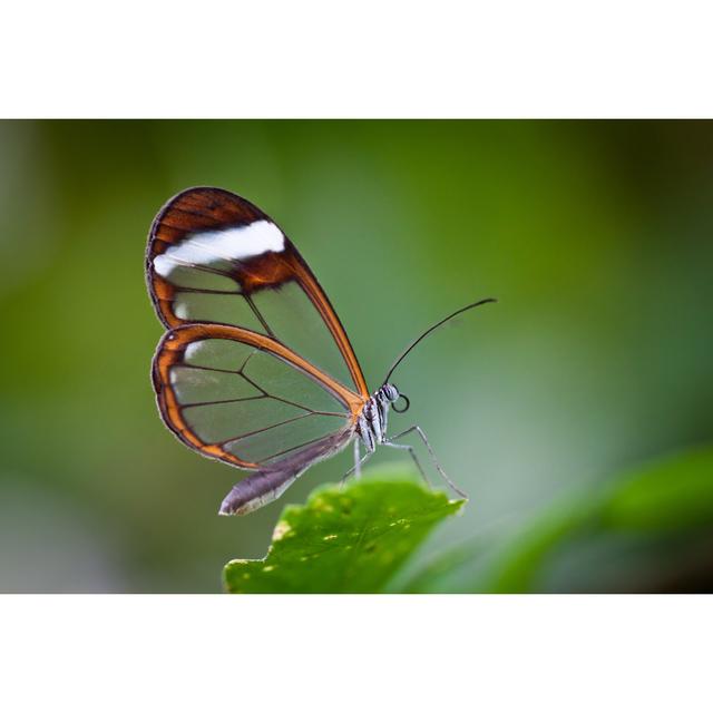 Warby Glass Wing Butterfly - Wrapped Canvas Photograph 17 Stories Size: 20cm H x 30cm W x 3.8cm D on Productcaster.