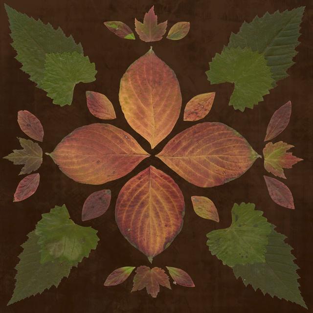 Kaleidoscope Leaves III Rosalind Wheeler Size: 51cm H x 51cm W on Productcaster.