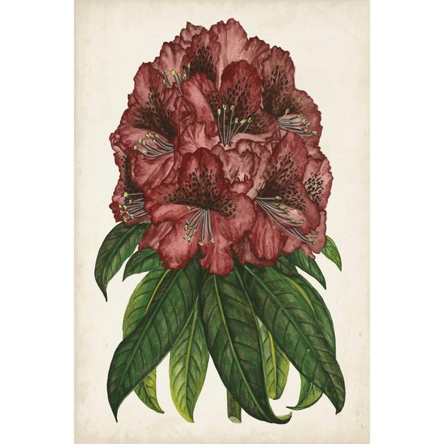 Rhododendron Study I - Wrapped Canvas Art Prints Rosalind Wheeler Size: 46cm H x 30cm W x 3.8cm D on Productcaster.