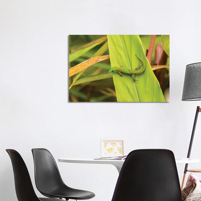 USA, Hawaii, Akaka Falls State Park. Gecko On Large Leaf. by Jaynes Gallery - Wrapped Canvas Print Latitude Run Size: 66.04cm H x 101.6cm W on Productcaster.