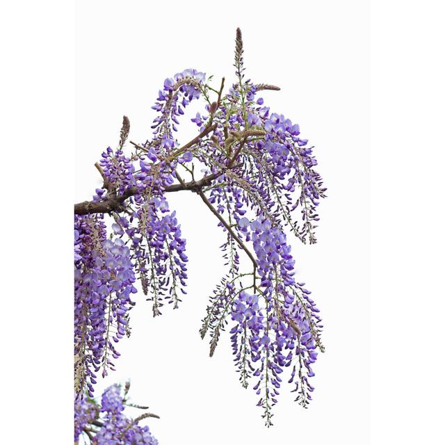 Wisteria by Narcisa - No Frame Art Prints on Canvas 17 Stories Size: 46cm H x 30cm W on Productcaster.