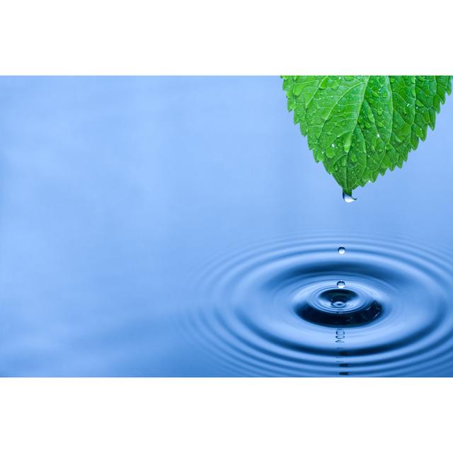 Green Leaf Water Drops - Wrapped Canvas Print Ebern Designs Size: 20cm H x 30cm W x 3.8cm D on Productcaster.