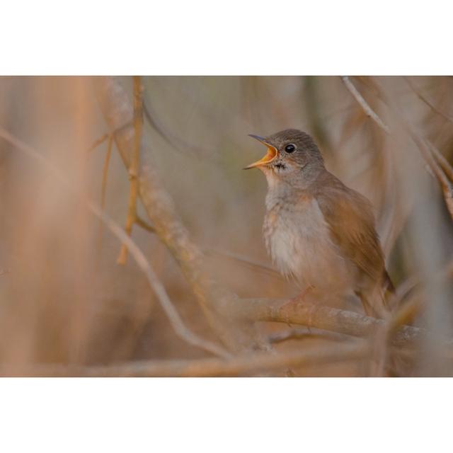 Nightingale Singing by Gallinago_Media - Wrapped Canvas Photograph 17 Stories Size: 30cm H x 46cm W on Productcaster.