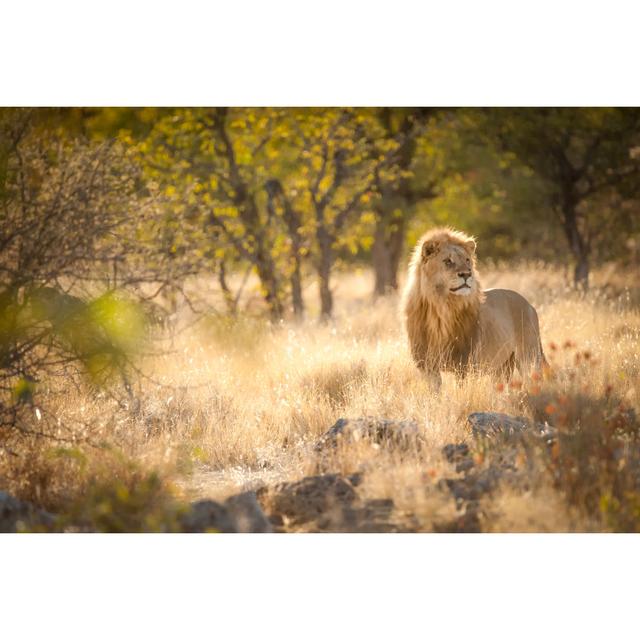 Lion Protecting His Herd - Wrapped Canvas Photograph Ebern Designs Size: 20cm H x 30cm W x 3.8cm D on Productcaster.