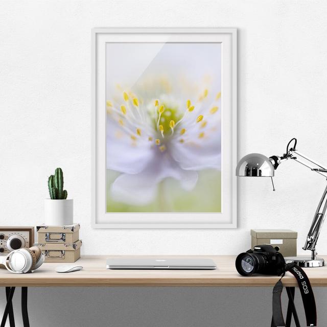 Gerahmtes Papierbild Anemonen Schönheit East Urban Home Rahmenoptionen: Mattes Weiß, Größe: 70 cm H x 50 cm B on Productcaster.