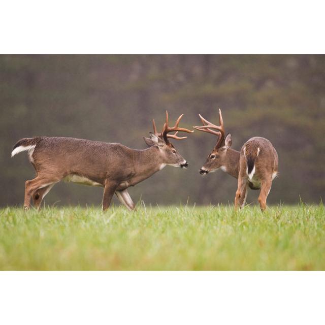 Two White-Tailed Deer Bucks Grooming - Wrapped Canvas Photograph Union Rustic Size: 51cm H x 76cm W on Productcaster.