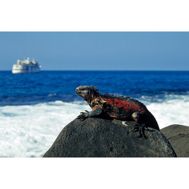 Marine Iguana House of Hampton Size: 30 cm H x 46 cm W on Productcaster.