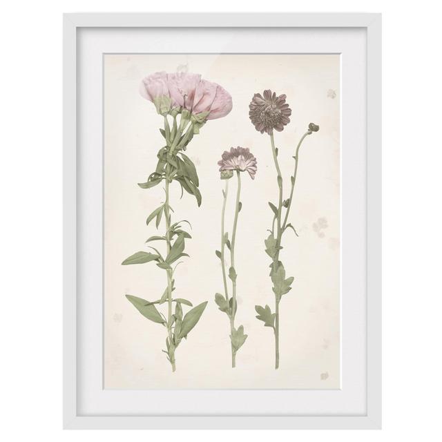 Herbarium in Pink III - Picture Frame Painting Brambly Cottage Size: 40cm H x 30cm W x 2cm D, Frame Option: White on Productcaster.