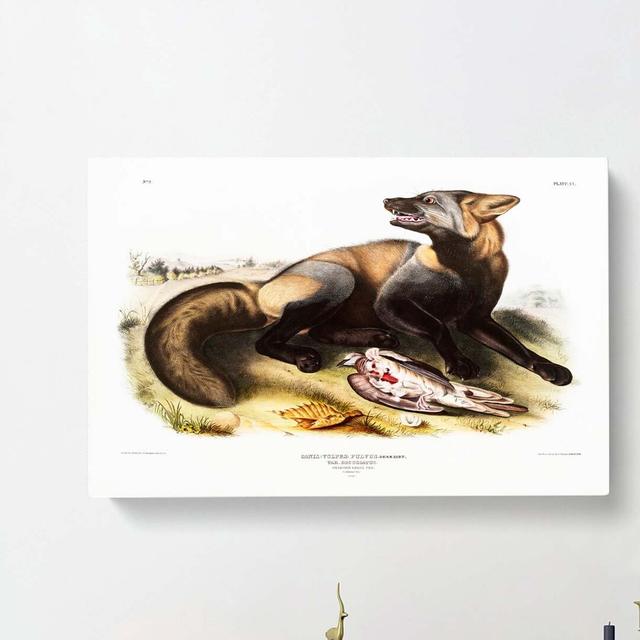 American Cross-Fox by J.W. Audubon - Wrapped Canvas Painting Print East Urban Home Size: 35cm H x 50cm W x 3cm D on Productcaster.