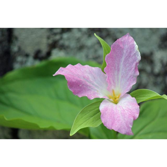 Avin Trillium Trail - Wrapped Canvas Print Latitude Run Size: 61cm H x 91cm W x 3.8cm D on Productcaster.