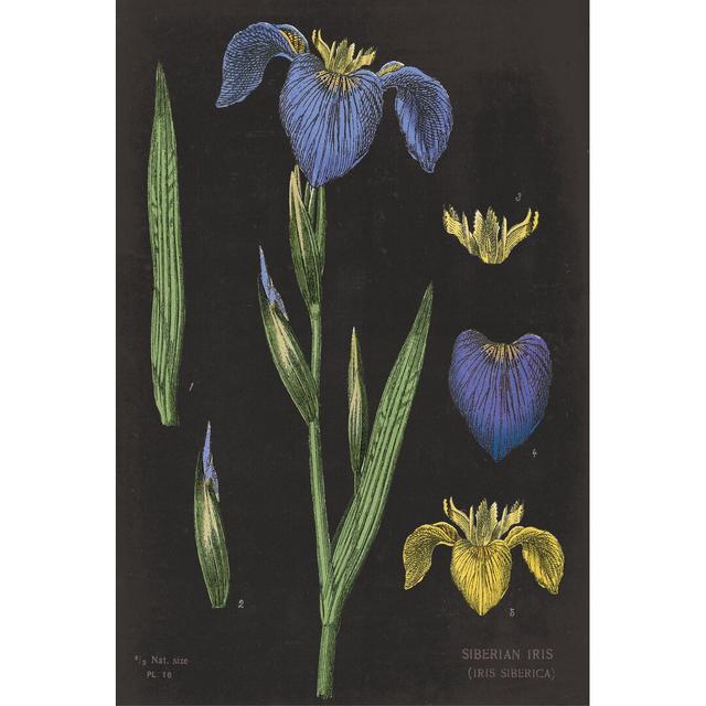 Iris Chart by Sue Schlabach - Wrapped Canvas Painting Print Rosalind Wheeler Size: 91cm H x 61cm W x 3.8cm D on Productcaster.