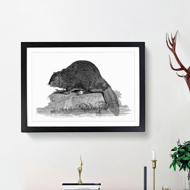 Beaver In Black And White by George Shaw - Single Picture Frame Print East Urban Home Frame Option: Black Framed, Size: 24cm H x 33cm W x 2cm D on Productcaster.