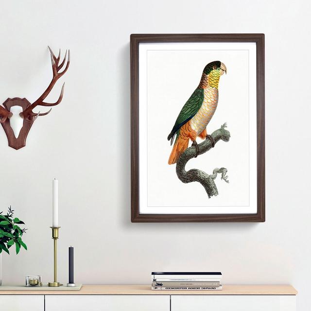 Black-Headed Parrot by F. Levaillant - Picture Frame Art Print East Urban Home Frame Option: Walnut Framed, Size: 36cm H x 27cm W x 2cm D on Productcaster.