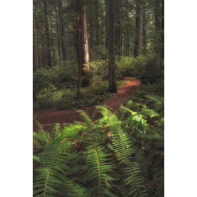 Fern Lined Path by Danny Head - Wrapped Canvas Print Union Rustic Size: 122cm H x 81cm W on Productcaster.