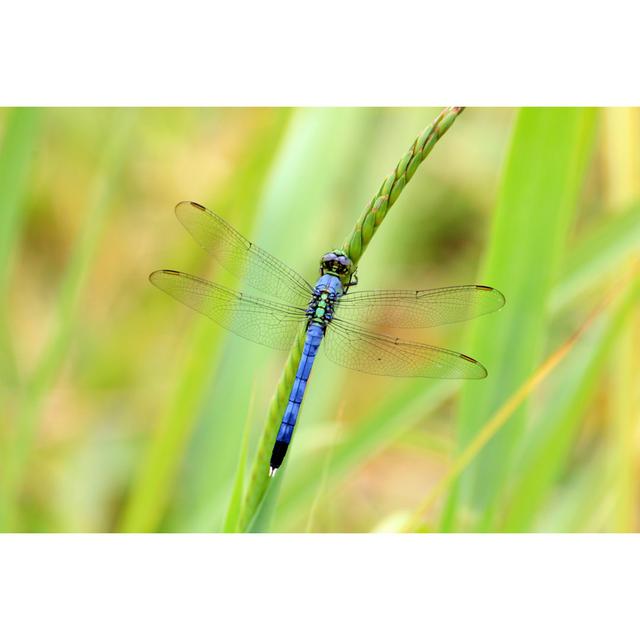 Bansington Dragonfly by Heather Pennington - Wrapped Canvas Photograph Latitude Run Size: 20cm H x 30cm W x 3.8cm D on Productcaster.