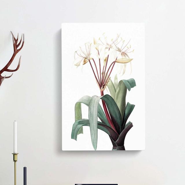 White Crinum Flowers by Pierre-Joseph Redoute - Wrapped Canvas Painting Print East Urban Home Size: 60cm H x 40cm W x 3cm D on Productcaster.