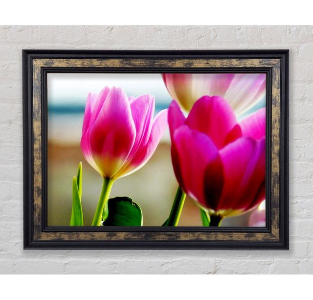 Pink Tulip Parade - Single Picture Frame Art Prints Bright Star Size: 84.1cm H x 142.2cm W x 8cm D on Productcaster.