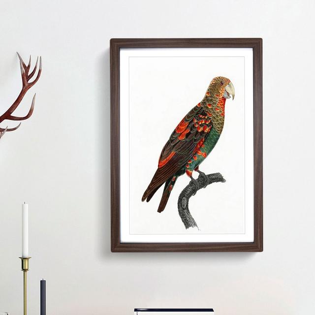 Brown-Necked Parrot by F. Levaillant - Picture Frame Art Print East Urban Home Frame Option: Walnut Framed, Size: 65cm H x 48cm W x 2cm D on Productcaster.