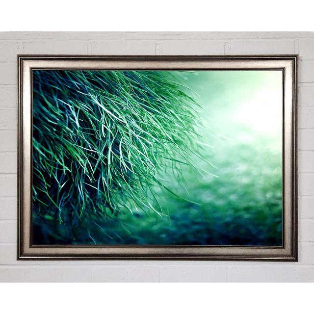 Pure Grass - Single Picture Frame Art Prints Ebern Designs Size: 29.7cm H x 42cm W x 1.5cm D on Productcaster.