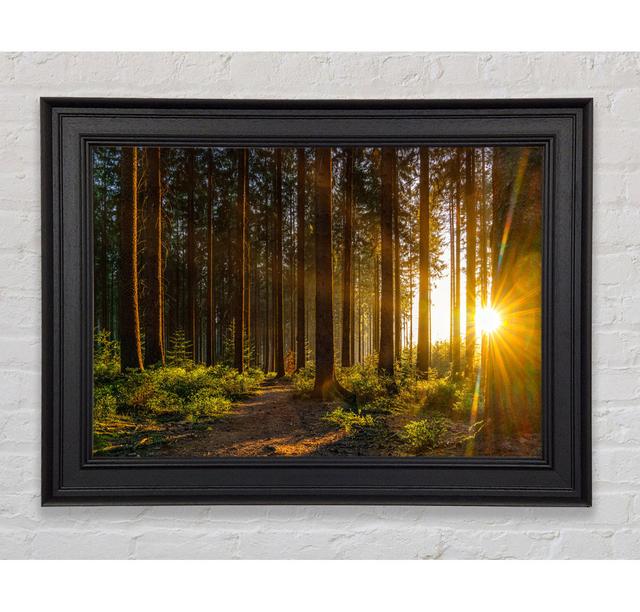 Leinwandbild Sunrays Forest Spectrum Union Rustic Größe: 29,7 cm H x 42 cm B x 8 cm T, Format: Poster mit schwarzem Rahmen on Productcaster.