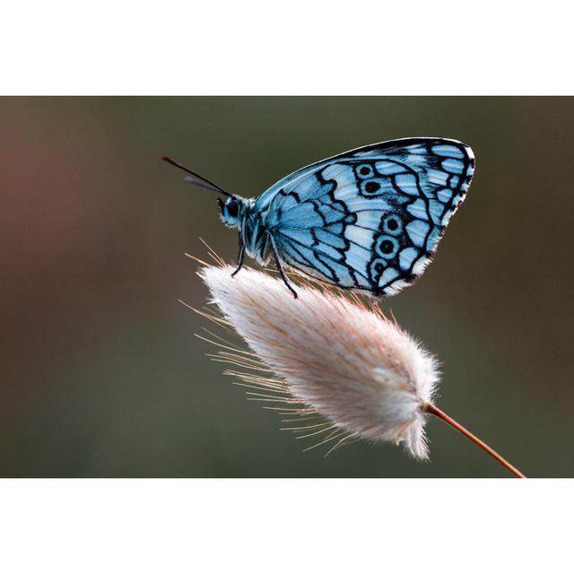 Beautiful Butterfly by Gece33 - No Frame Print on Canvas Brambly Cottage Size: 60cm H x 90cm W on Productcaster.