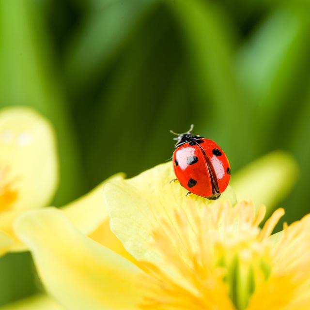 Shetland Ladybug - Wrapped Canvas Photograph Ebern Designs Size: 122cm H x 122cm W x 3.8cm D on Productcaster.