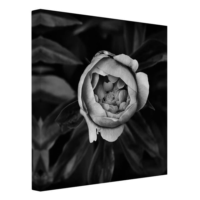 Peony Blossom in Front of Leaves Black and White - Wrapped Canvas Art Prints Ebern Designs Size: 50cm H x 50cm W on Productcaster.