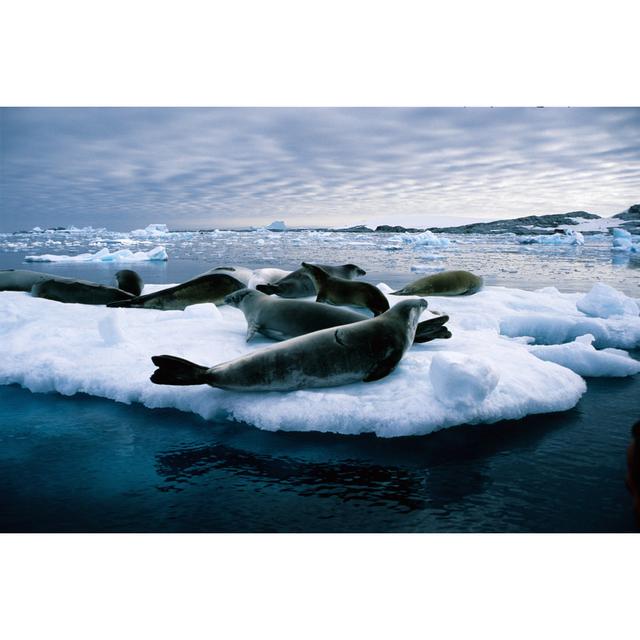 Leopard seals House of Hampton Size: 81cm H x 122cm W x 3.8cm D on Productcaster.