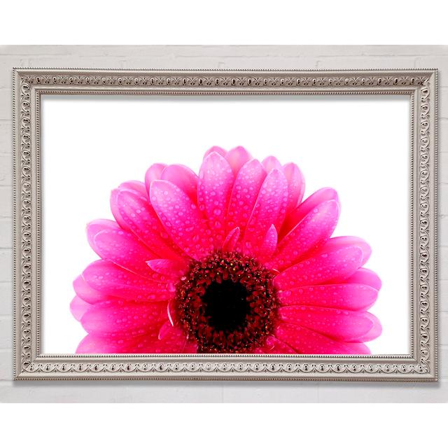 Pink Petal Dew Drop Gerbera - Single Picture Frame Art Prints Latitude Run Format: White Framed Paper, Size: 21cm H x 29.7cm W x 3cm D on Productcaster.