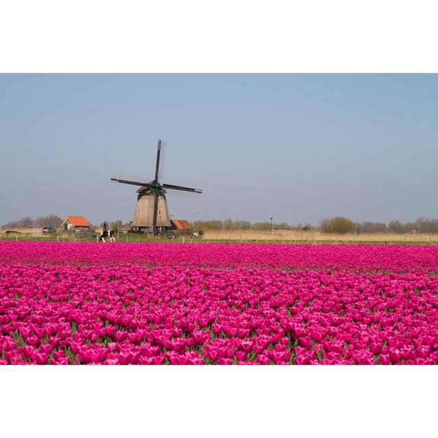 A Magenta Bulb Field - Wrapped Canvas Print Brambly Cottage Size: 20cm H x 30cm W on Productcaster.