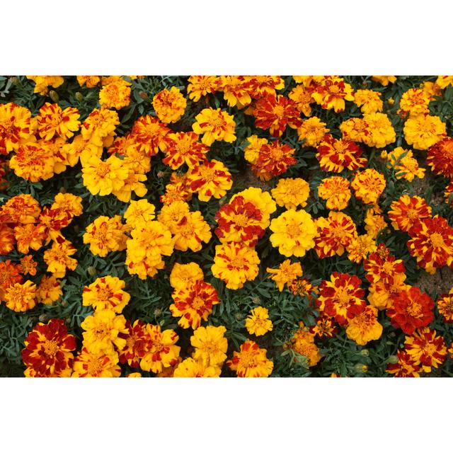 Marigold by Tc397 - Wrapped Canvas Art Prints 17 Stories Size: 61cm H x 91cm W on Productcaster.