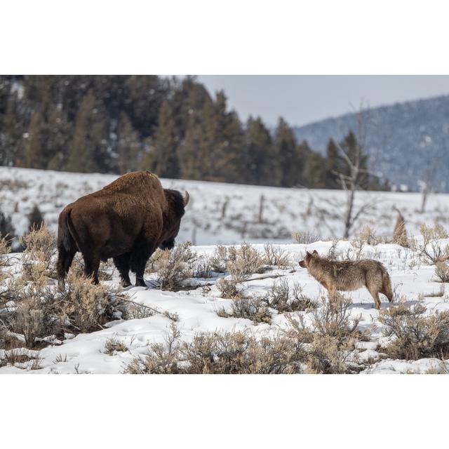 Grey Wolf Looking Over Bison - Wrapped Canvas Print Alpen Home Size: 61cm H x 91cm W x 3.8cm D on Productcaster.