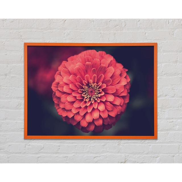 Circular Flower Perfectly Balanced - Single Picture Frame Art Prints Brayden Studio Size: 59.7cm H x 84.1cm W x 2cm D on Productcaster.