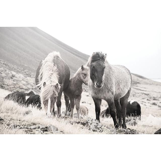 Horses Of Hofn I BW by Laura Marshall - Wrapped Canvas Print Natur Pur Size: 81cm H x 122cm W on Productcaster.