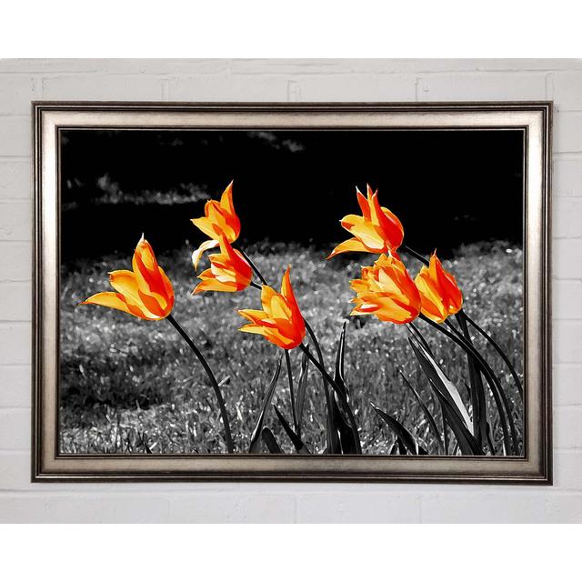 Orange Tulips On B N W - Single Picture Frame Art Prints Brayden Studio Size: 42cm H x 59.7cm W x 1.5cm D on Productcaster.