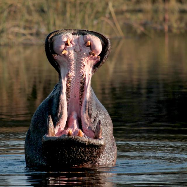 Yawning Hippopotamus Showing Tusks by Liz Leyden - No Frame Print on Canvas Latitude Run Size: 30cm H x 30cm W on Productcaster.