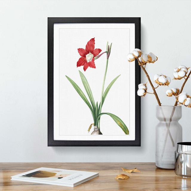 An Amaryllis Flower by Pierre-Joseph Redoute - Picture Frame Painting Print on Paper East Urban Home Size: 33cm H x 24cm W x 2cm D, Frame Option: Blac on Productcaster.