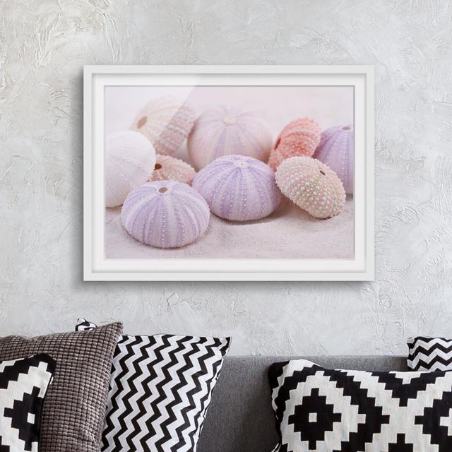 Sea Urchin in Pastel - Picture Frame Photograph Ebern Designs Size: 50cm H x 70cm W x 2cm D, Frame Option: White on Productcaster.