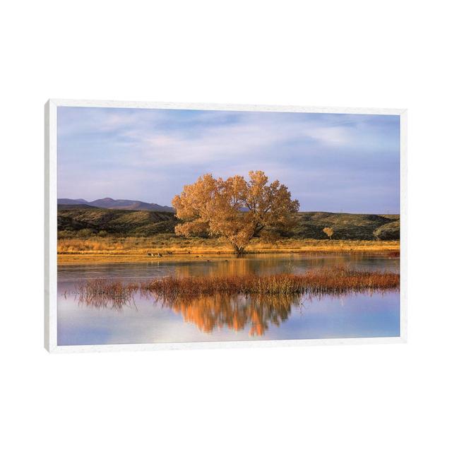 Cottonwood Tree And Sandhill Crane Flock In Pond Bosque Del Apache National Wildlife Refuge New MX by Tim Fitzharris - Gallery-Wrapped Canvas Giclée o on Productcaster.