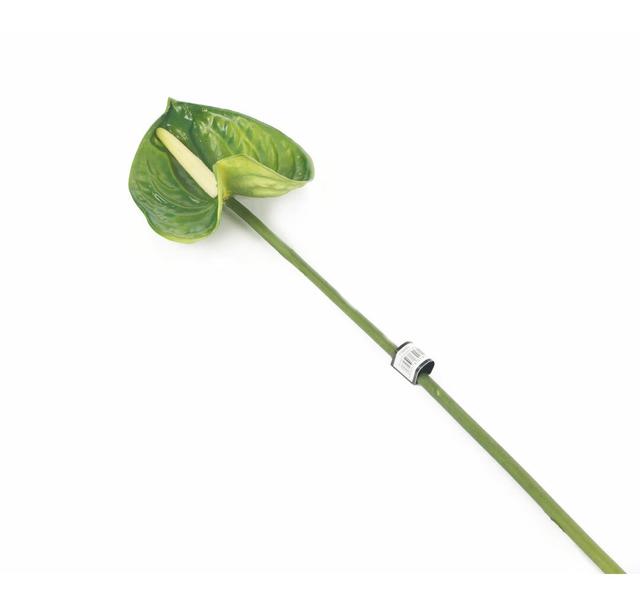 Anthurium Stem The Seasonal Aisle Flowers Colour: Green on Productcaster.