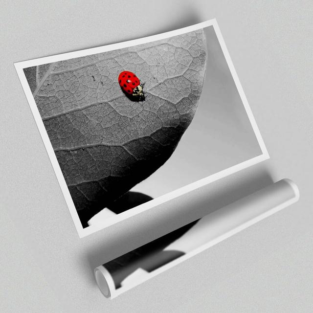 Red Ladybird - Unframed Photograph Print on Paper East Urban Home Size: 84.1 cm H x 118.9 cm W on Productcaster.