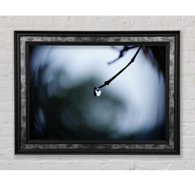 Singele Droplet On A Twig - Single Picture Frame Art Prints Bright Star Size: 84.1cm H x 142.2cm W x 8cm D on Productcaster.